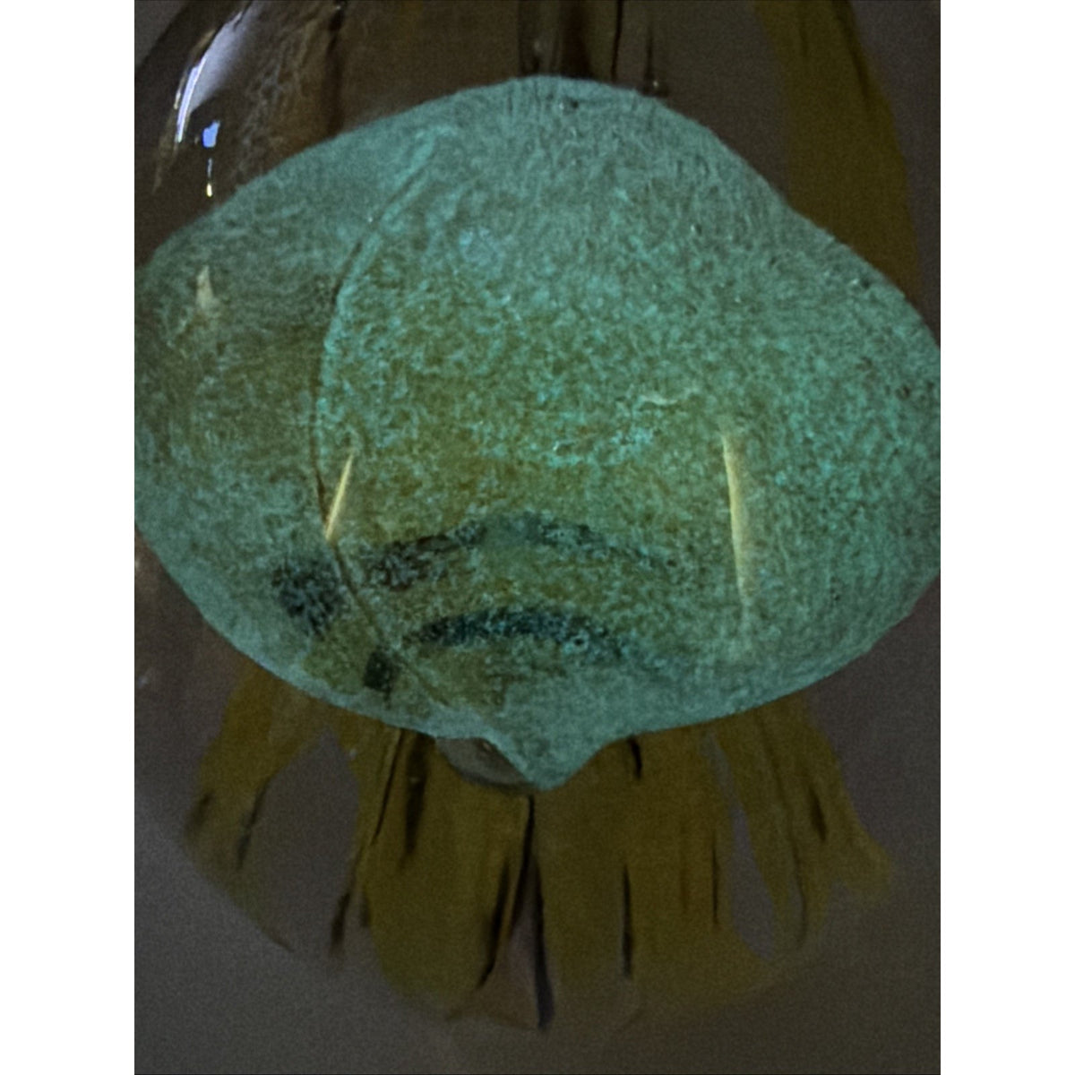 Dynasty Gallery Art Glass Jellyfish Paperweight Yellow Black UV Reactive Glows