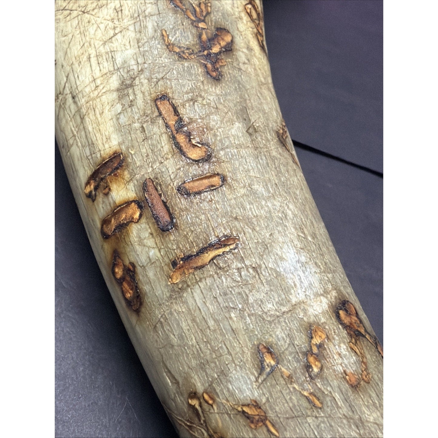 Old Powder Horn Vessel Branded Scrimshaw Engraved Symbols Initials As Is Read