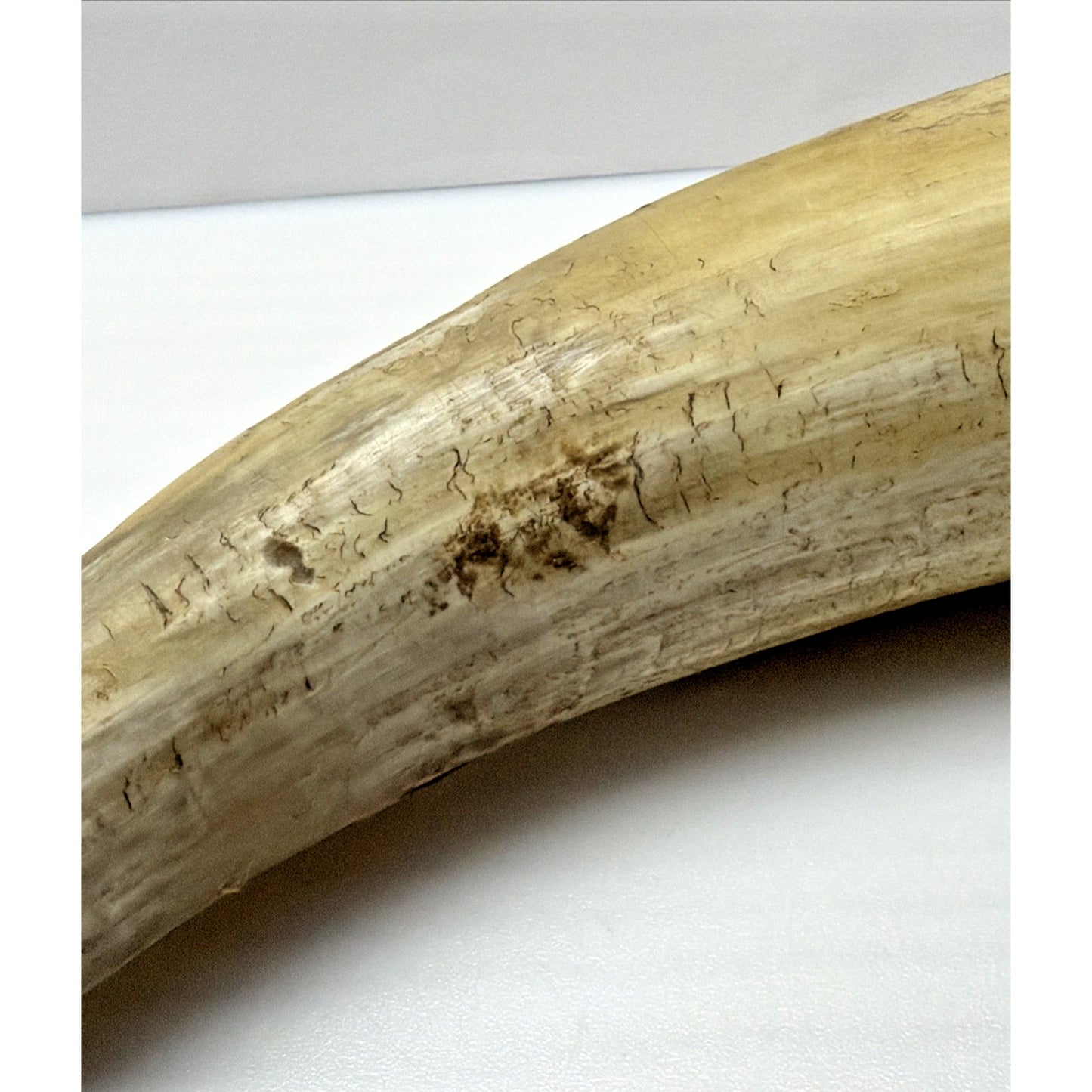 Old Primitive Powder Horn Powder Flask Wood Dome End Broken Plug As Is
