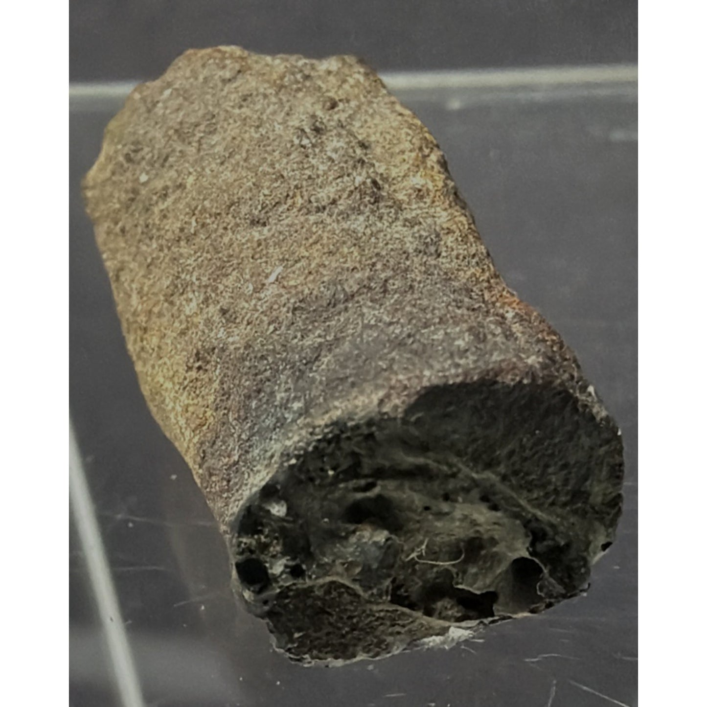 Old Petrified Fossilized Bone Horn Tooth Animal Iowa