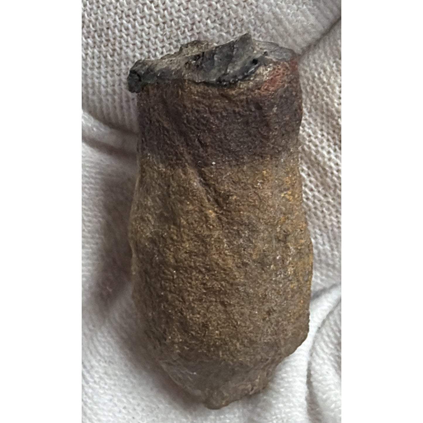 Old Petrified Fossilized Bone Horn Tooth Animal Iowa
