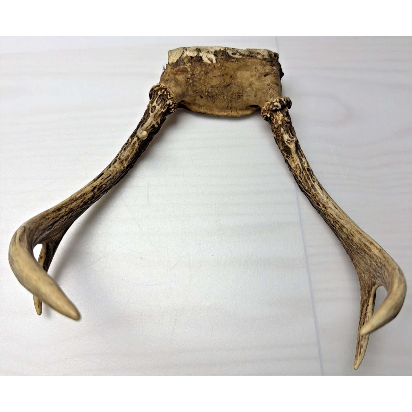 Authentic Non Typical 5 Point Whitetail Deer Antler Rack Skull Cap As Is