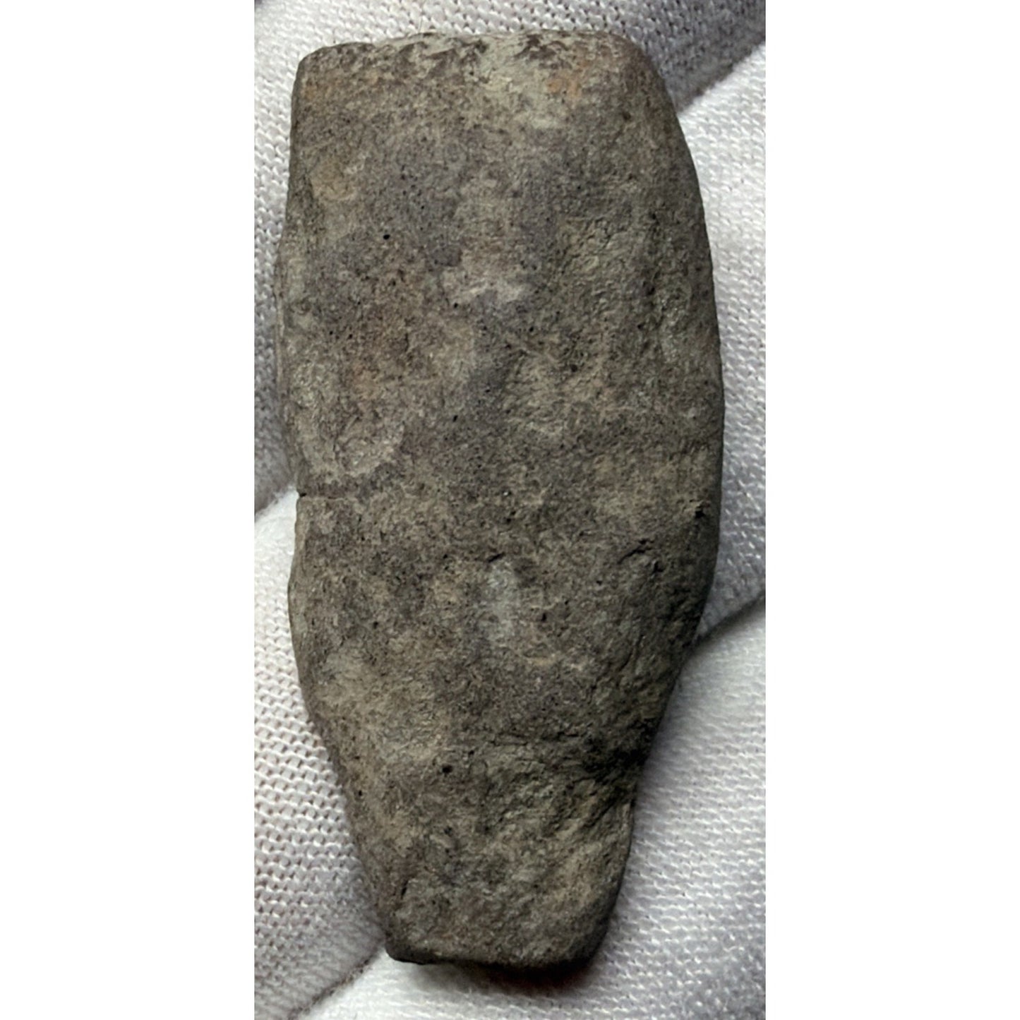 Old Fossilized Fern Pecopteris Carboniferous Iowa