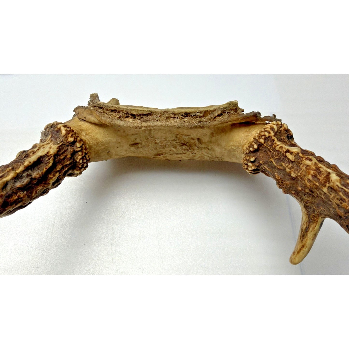 Authentic Non Typical 5 Point Whitetail Deer Antler Rack Skull Cap As Is