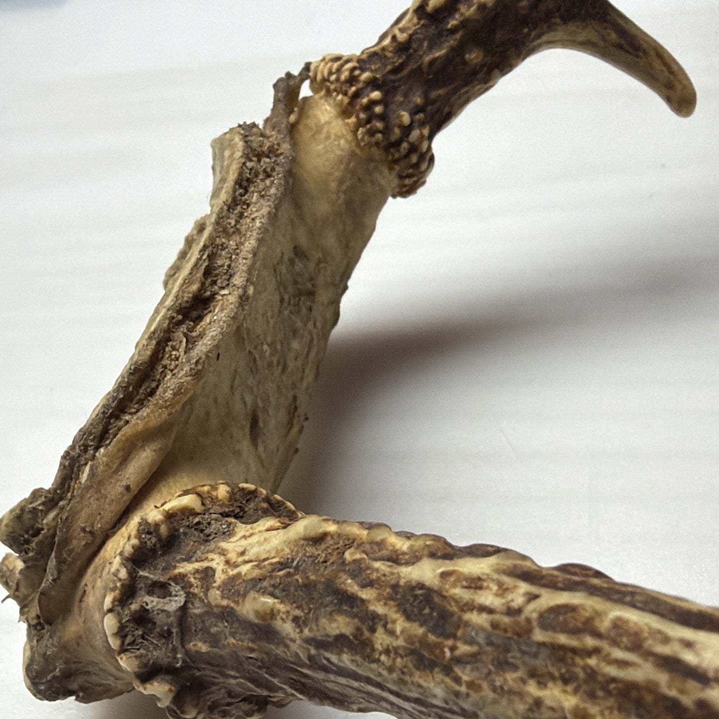 Authentic Non Typical 5 Point Whitetail Deer Antler Rack Skull Cap As Is