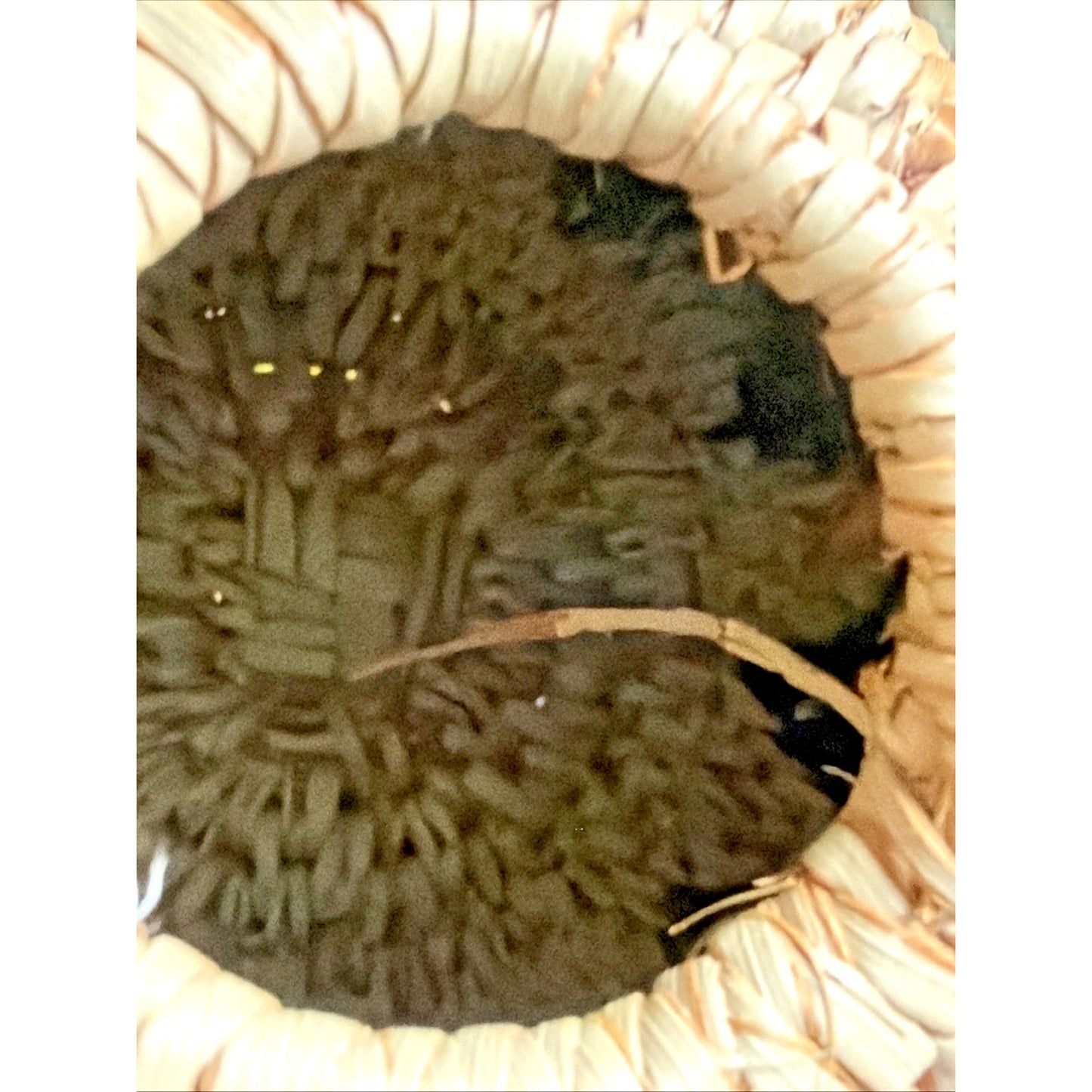 Zulu Palm Fiber Herb Basket With Lid South Africa Handwoven Geometric Pattern