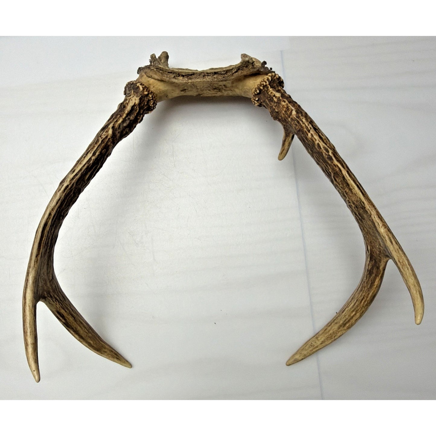 Authentic Non Typical 5 Point Whitetail Deer Antler Rack Skull Cap As Is