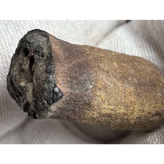Old Petrified Fossilized Bone Horn Tooth Animal Iowa