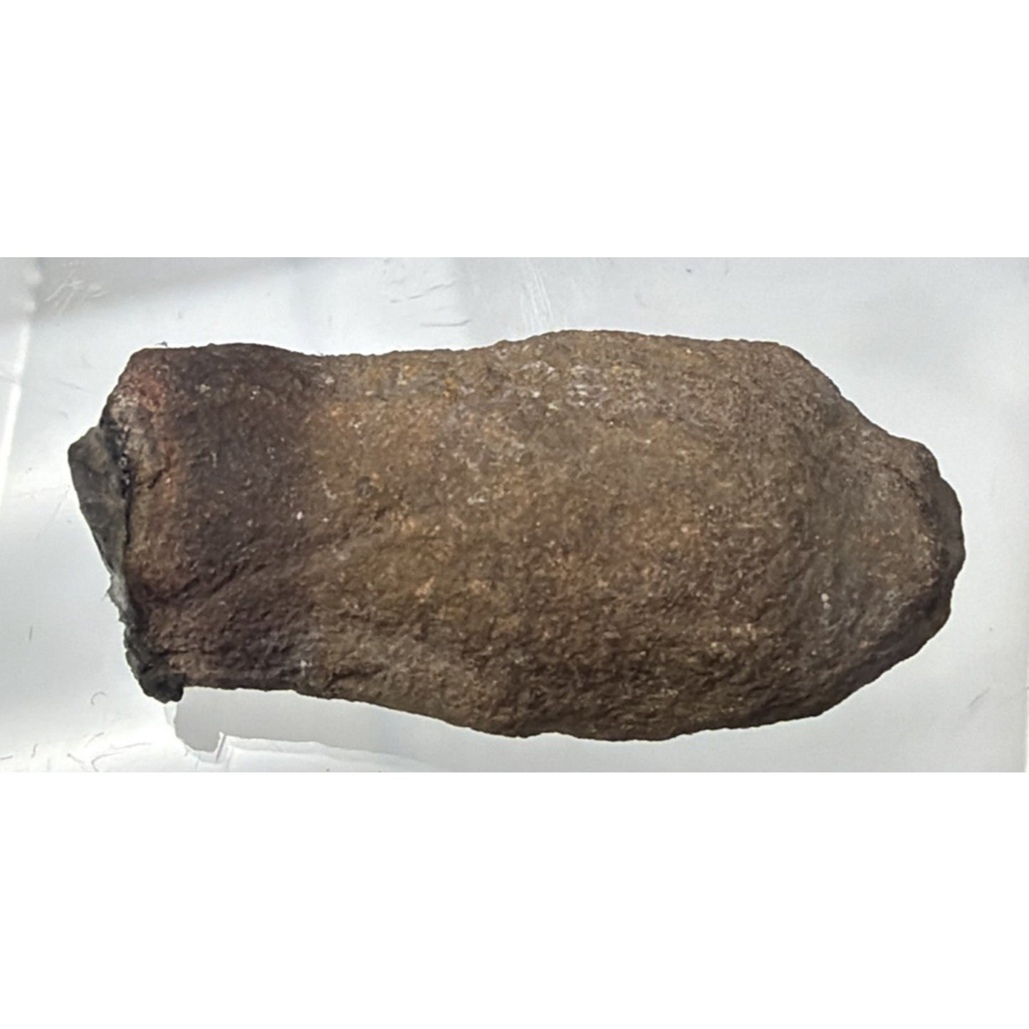 Old Petrified Fossilized Bone Horn Tooth Animal Iowa