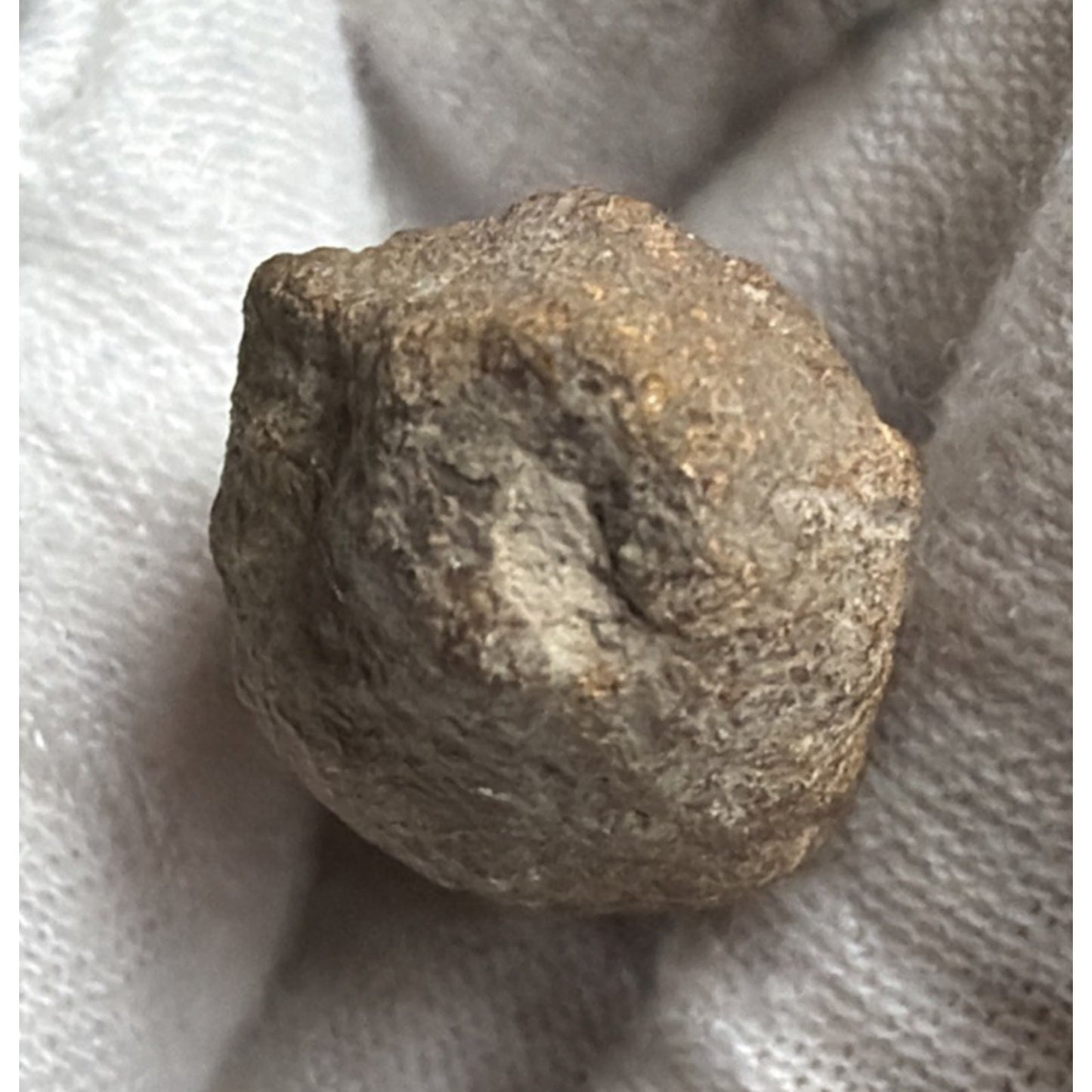 Old Petrified Fossilized Bone Horn Tooth Animal Iowa
