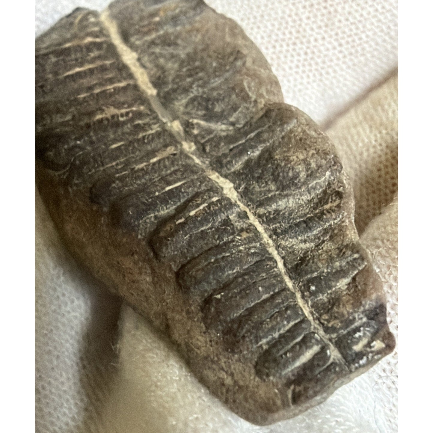 Old Fossilized Fern Pecopteris Carboniferous Iowa
