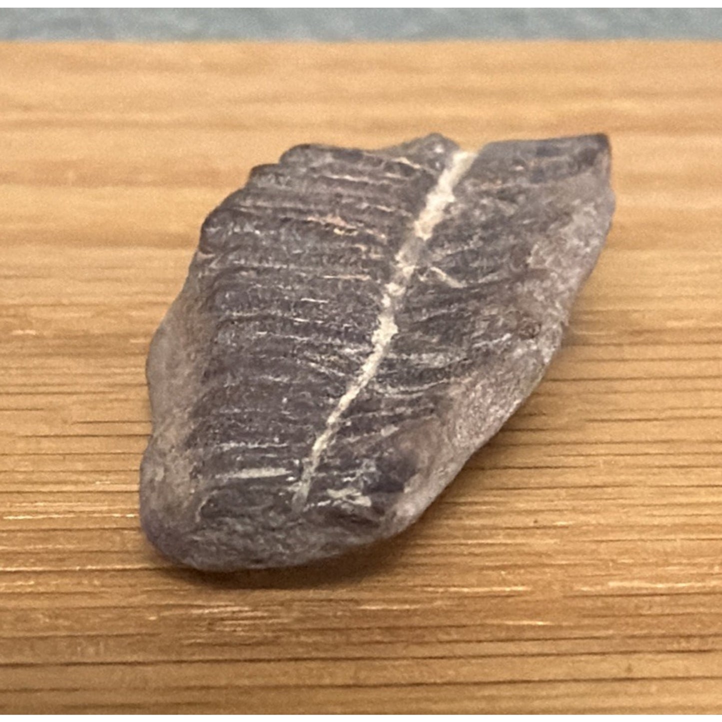 Old Fossilized Fern Pecopteris Carboniferous Iowa