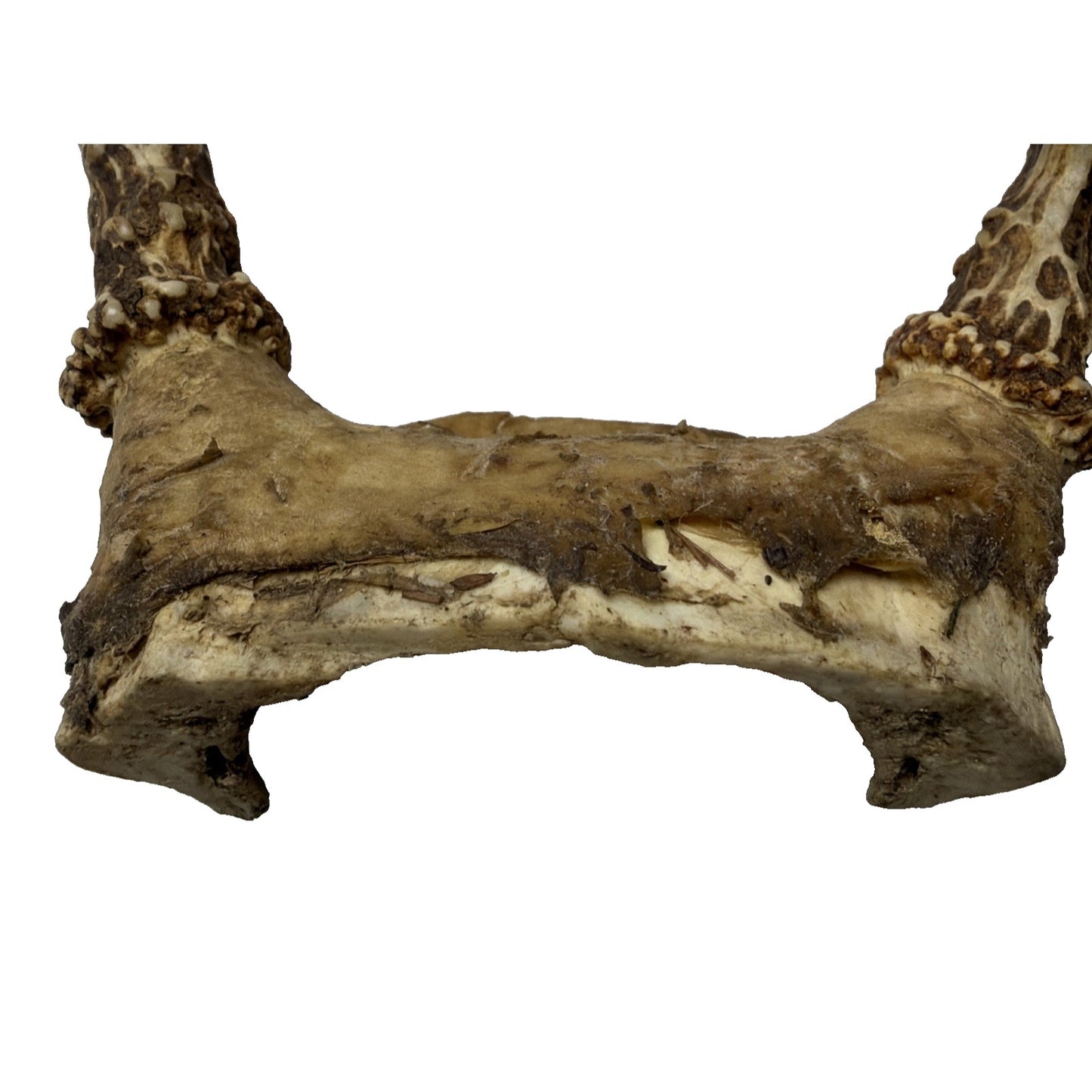 Authentic Non Typical 5 Point Whitetail Deer Antler Rack Skull Cap As Is
