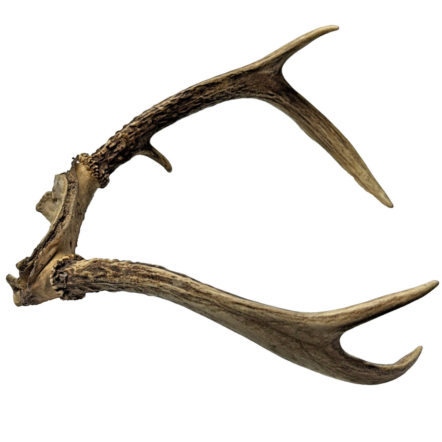 Authentic Non Typical 5 Point Whitetail Deer Antler Rack Skull Cap As Is