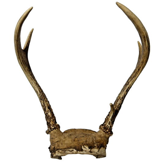 Authentic Non Typical 5 Point Whitetail Deer Antler Rack Skull Cap As Is