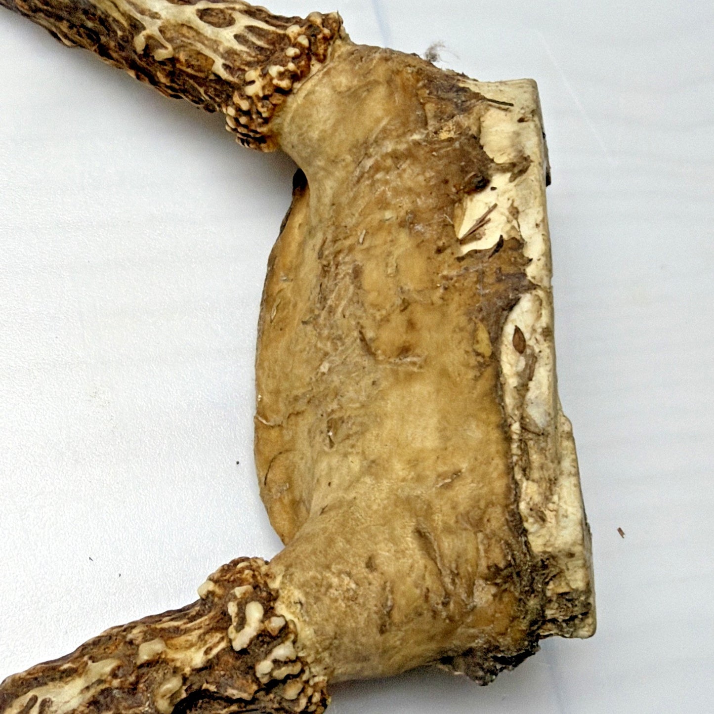 Authentic Non Typical 5 Point Whitetail Deer Antler Rack Skull Cap As Is
