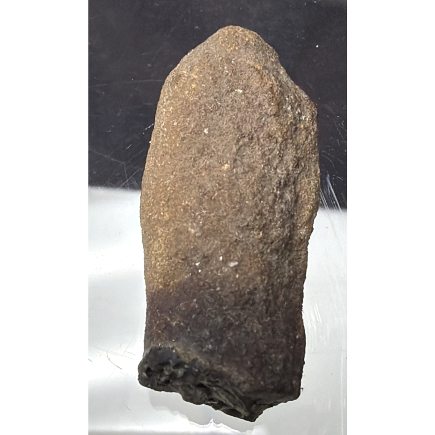 Old Petrified Fossilized Bone Horn Tooth Animal Iowa
