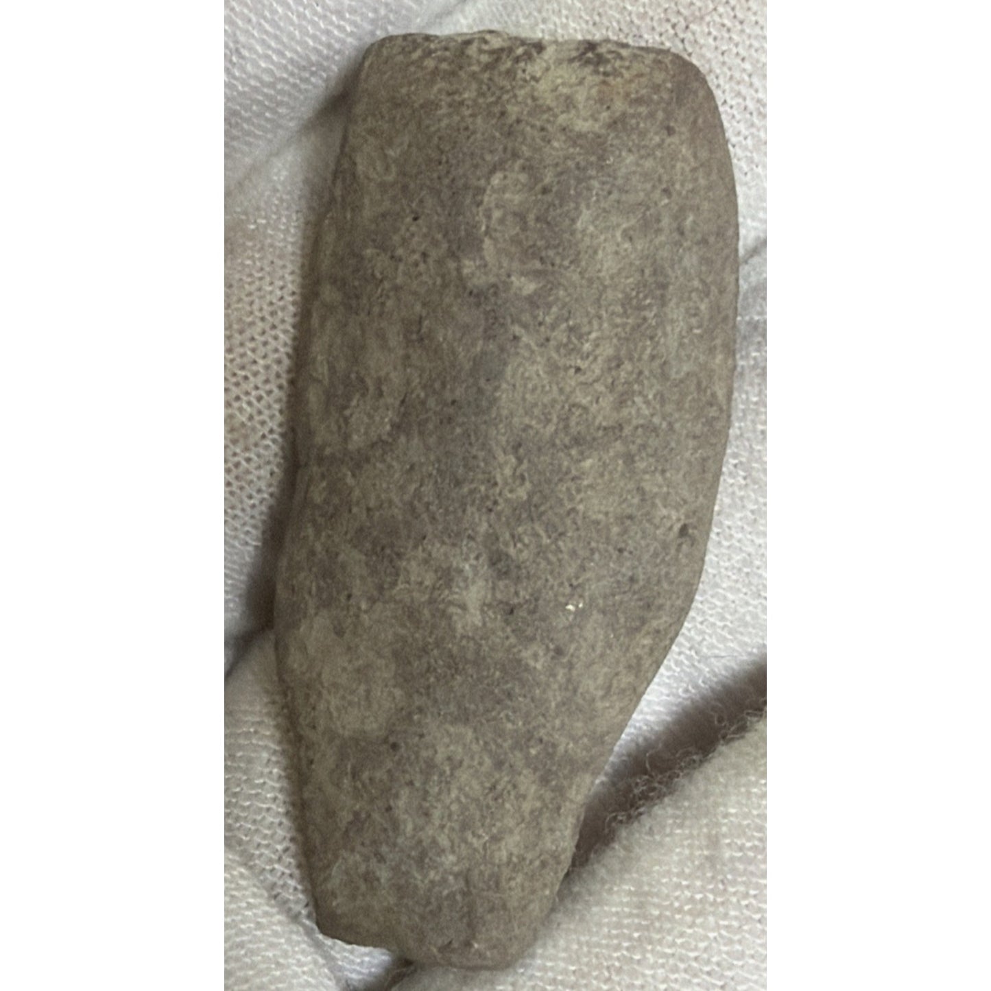 Old Fossilized Fern Pecopteris Carboniferous Iowa