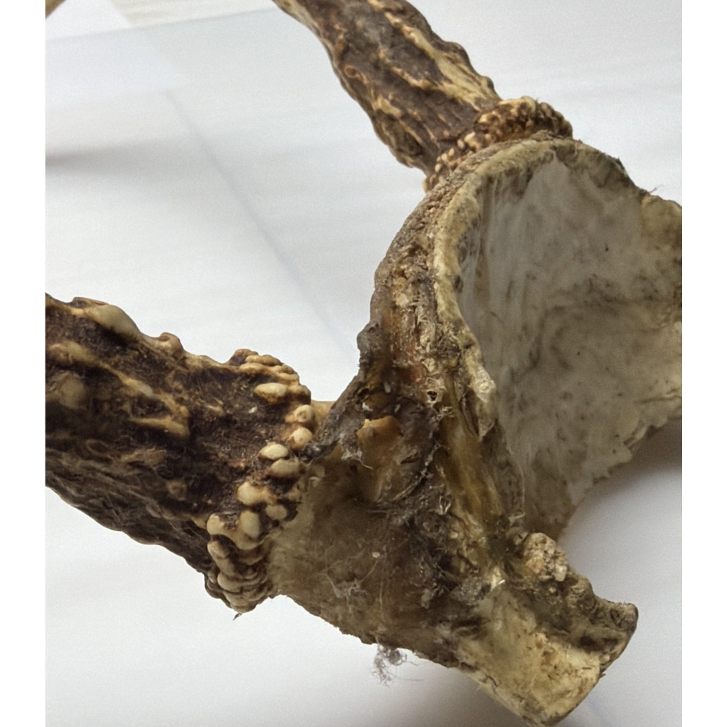 Authentic Non Typical 5 Point Whitetail Deer Antler Rack Skull Cap As Is