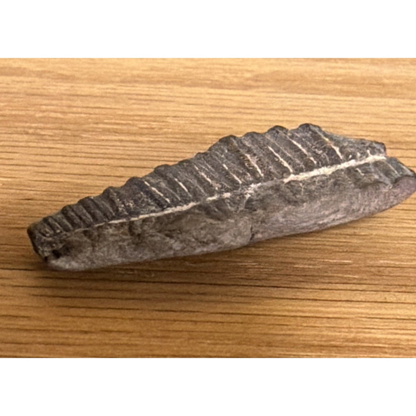 Old Fossilized Fern Pecopteris Carboniferous Iowa
