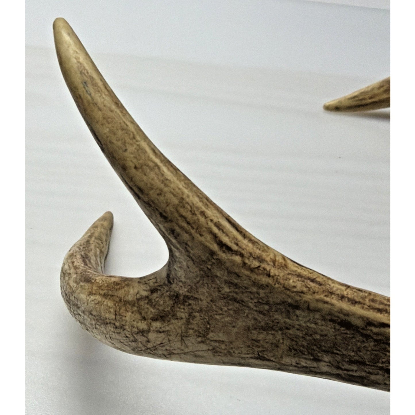 Authentic Non Typical 5 Point Whitetail Deer Antler Rack Skull Cap As Is