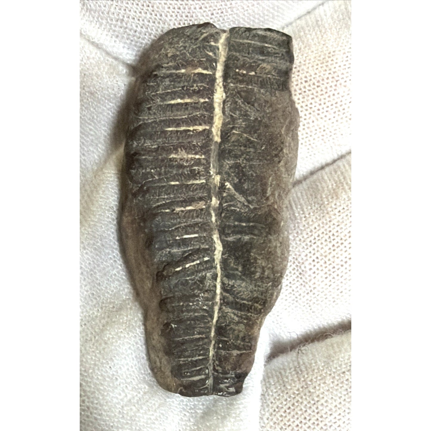 Old Fossilized Fern Pecopteris Carboniferous Iowa