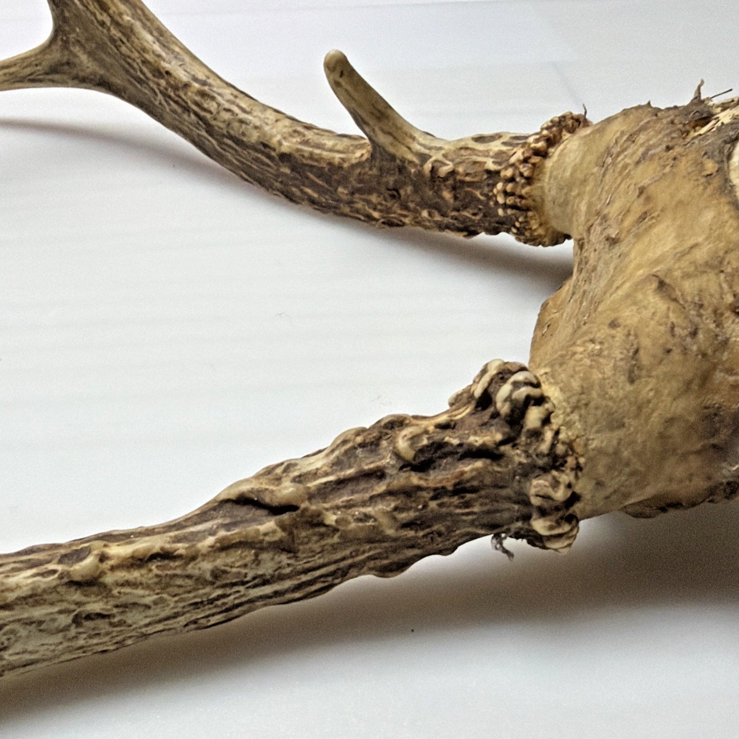 Authentic Non Typical 5 Point Whitetail Deer Antler Rack Skull Cap As Is