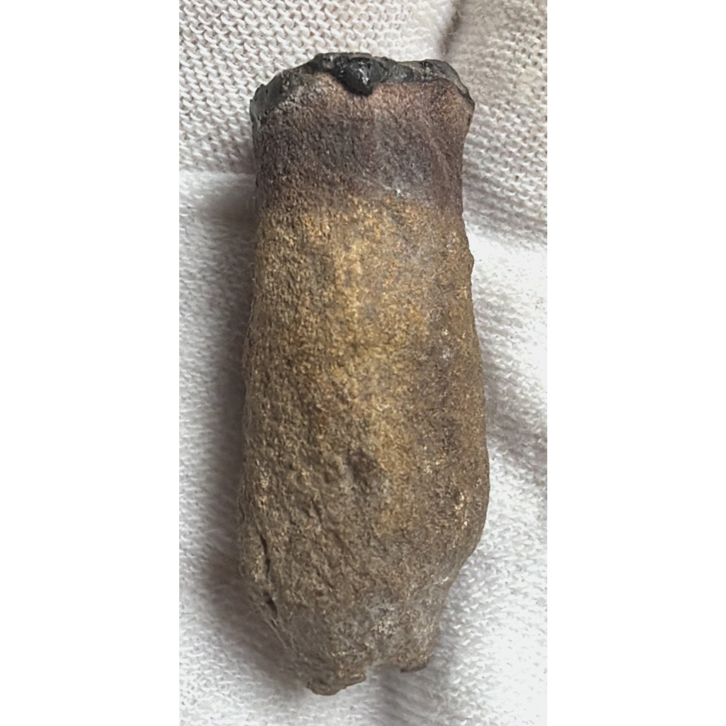 Old Petrified Fossilized Bone Horn Tooth Animal Iowa