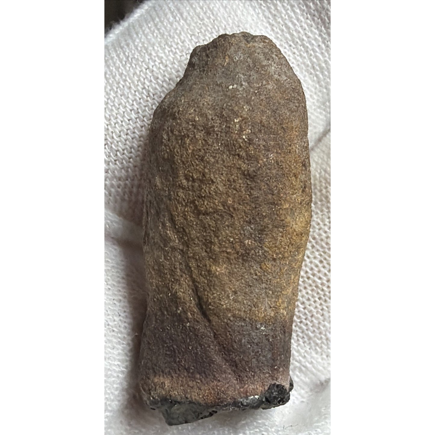 Old Petrified Fossilized Bone Horn Tooth Animal Iowa
