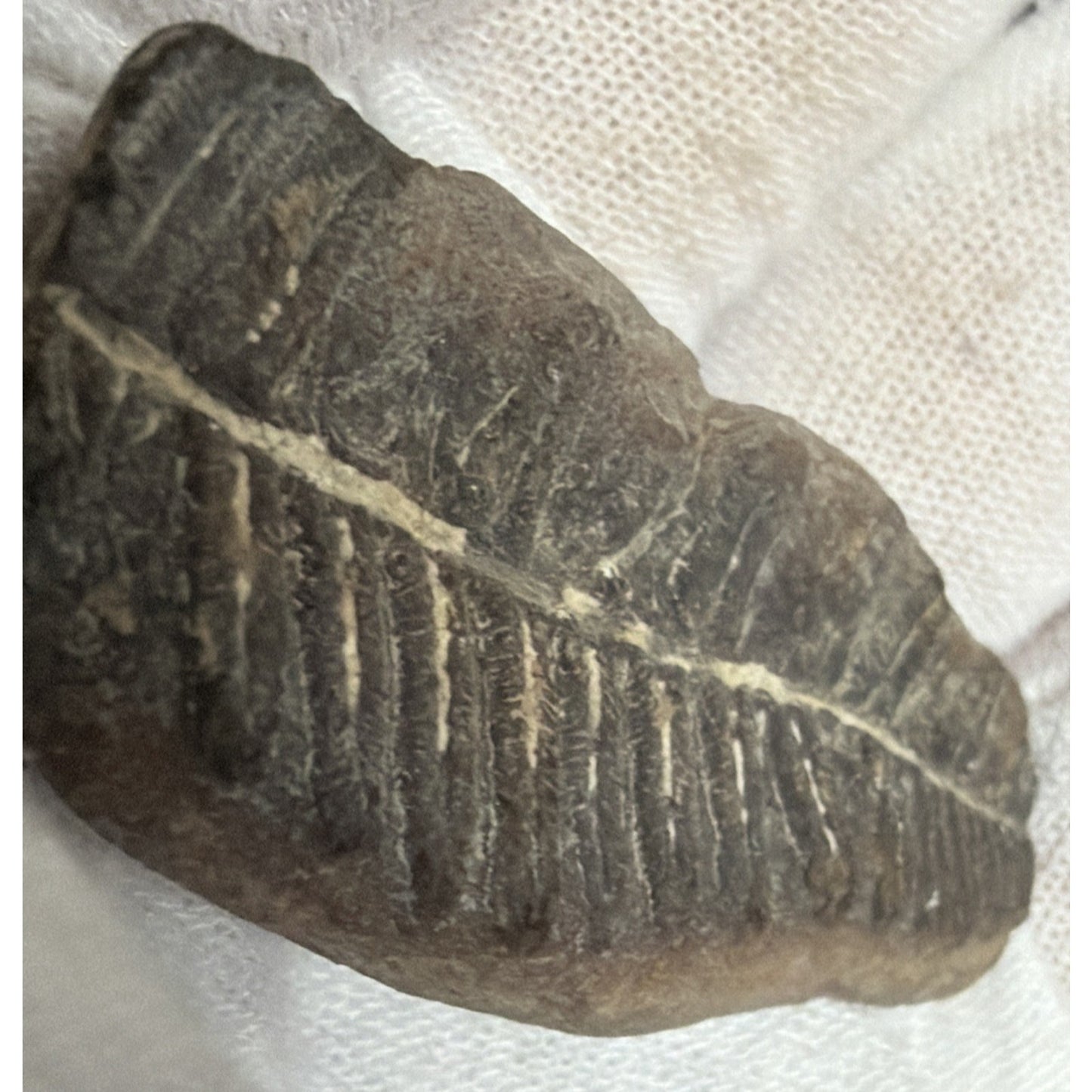 Old Fossilized Fern Pecopteris Carboniferous Iowa