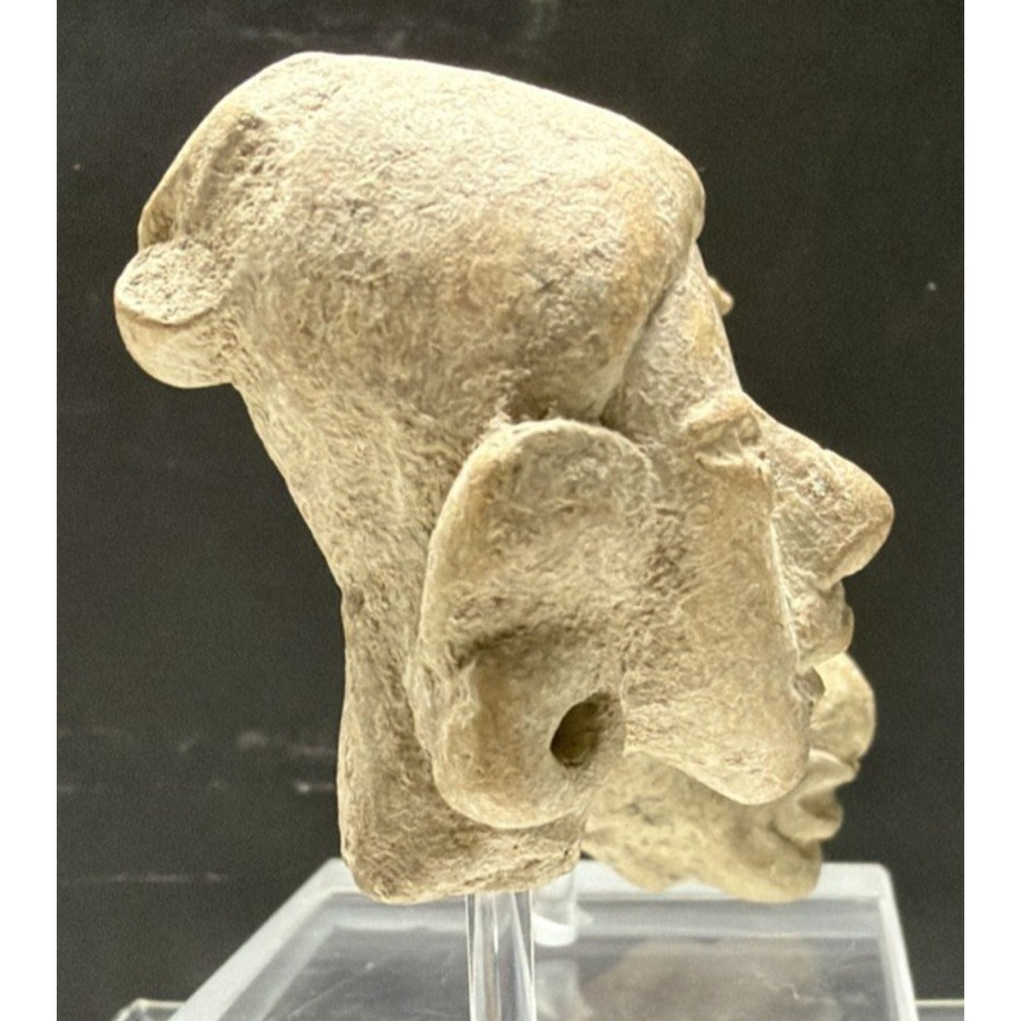 Pre-Columbian Pottery Head Fragment Acrylic Stand Tumaco La Tolita As Is Read