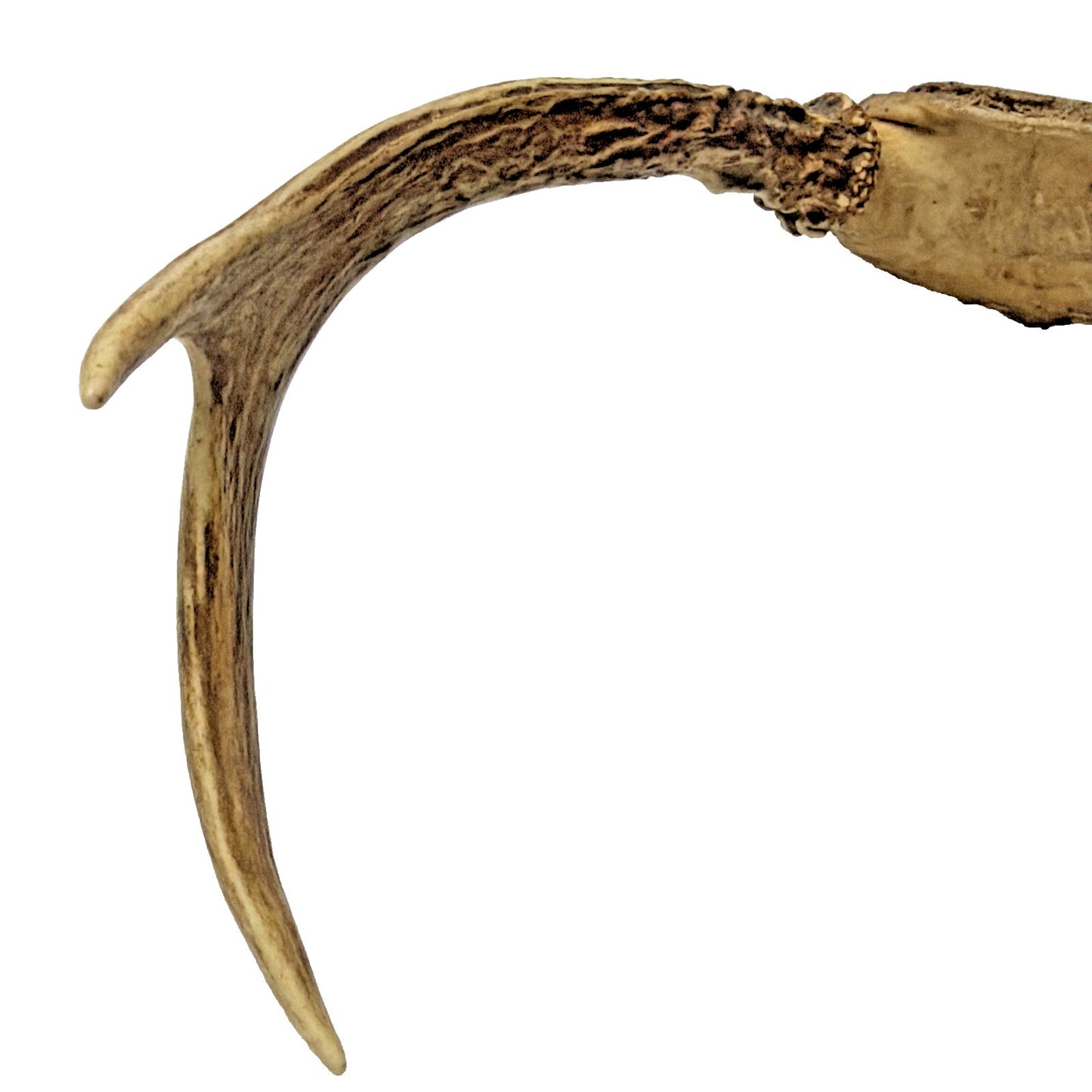Authentic Non Typical 5 Point Whitetail Deer Antler Rack Skull Cap As Is