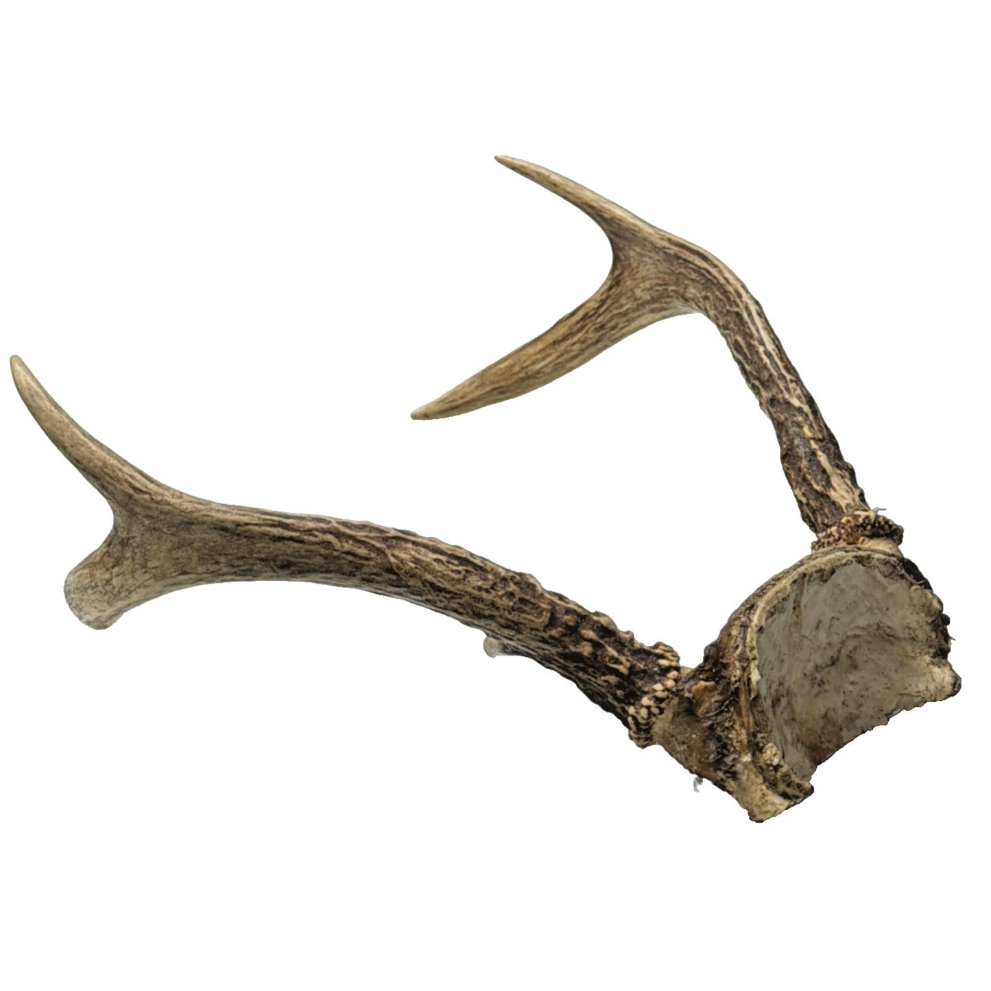 Authentic Non Typical 5 Point Whitetail Deer Antler Rack Skull Cap As Is