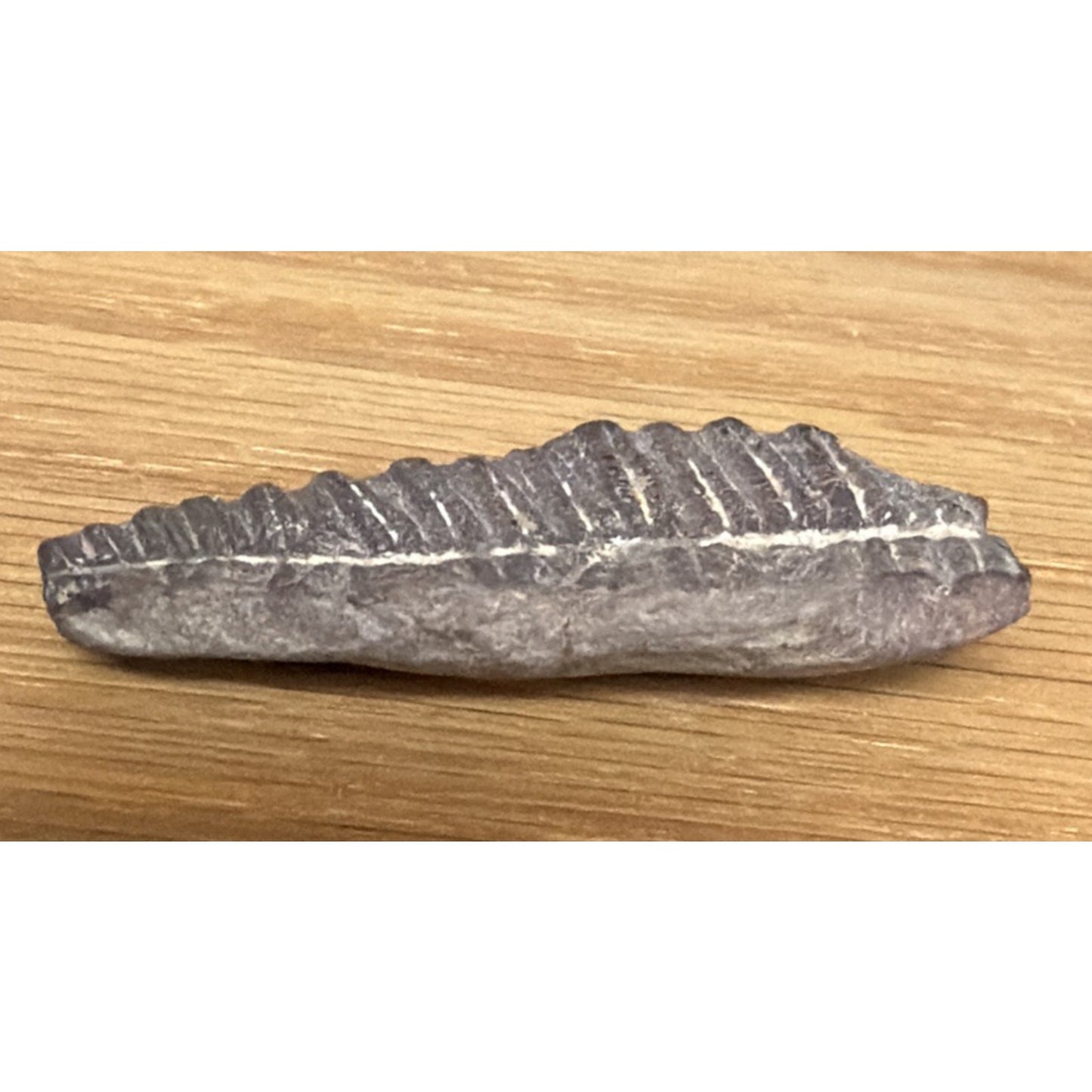 Old Fossilized Fern Pecopteris Carboniferous Iowa