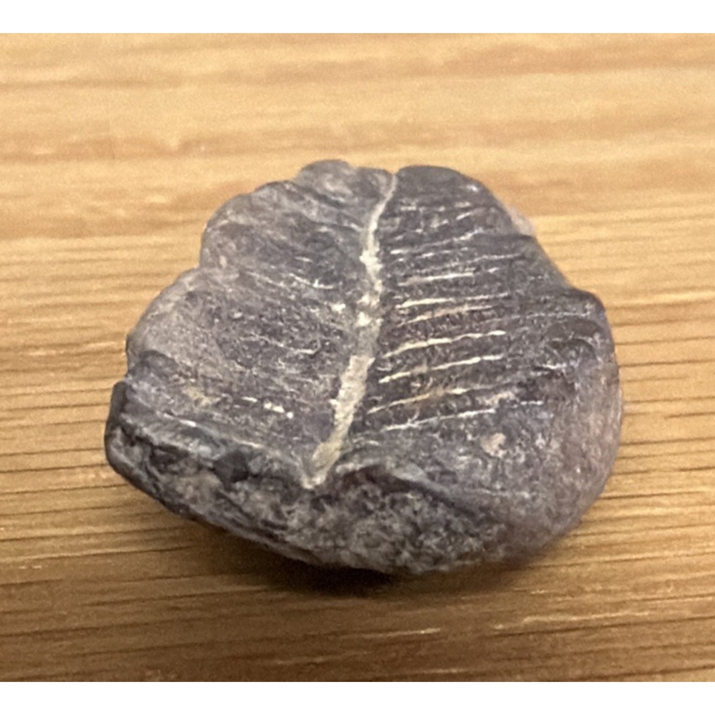 Old Fossilized Fern Pecopteris Carboniferous Iowa