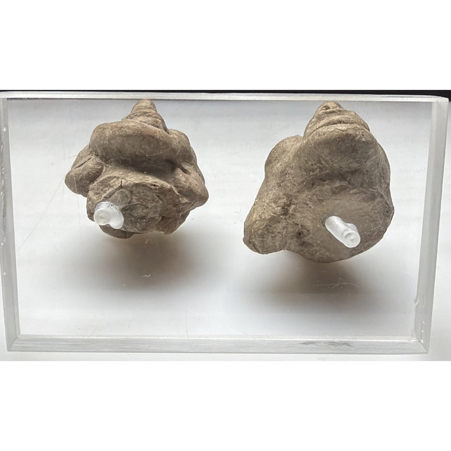 Pre-Columbian Pottery Head Fragment Acrylic Stand Tumaco La Tolita As Is Read