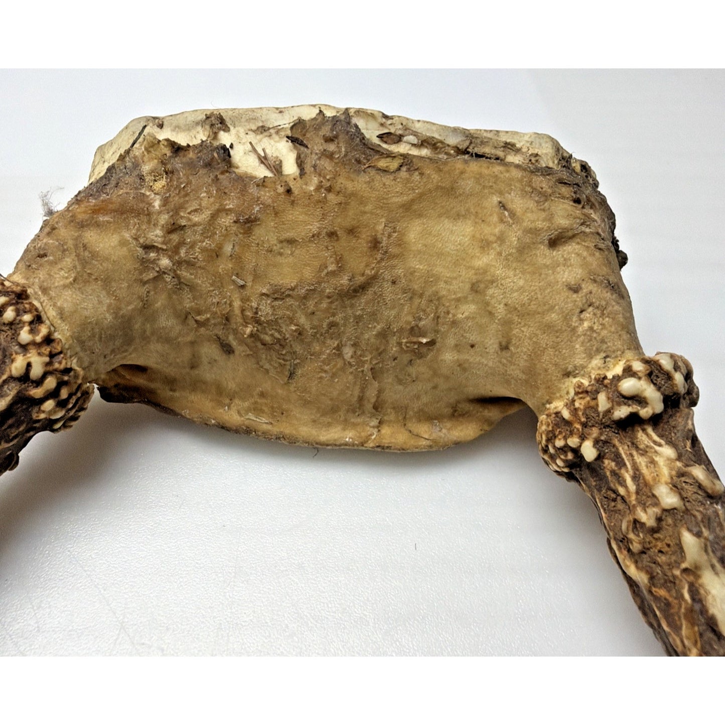 Authentic Non Typical 5 Point Whitetail Deer Antler Rack Skull Cap As Is