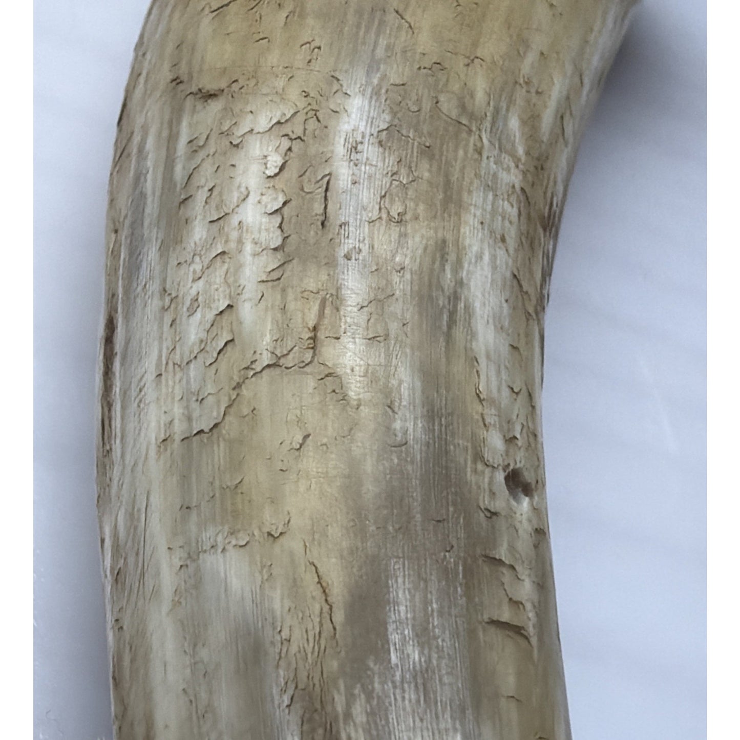 Old Primitive Powder Horn Powder Flask Wood Dome End Broken Plug As Is