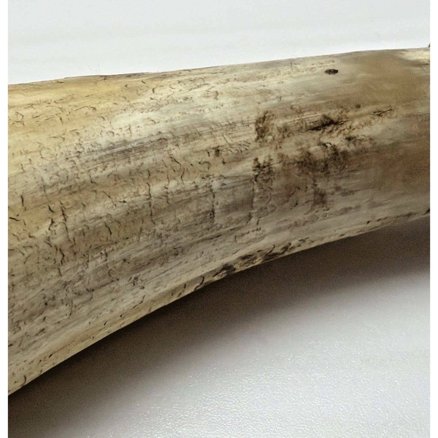 Old Primitive Powder Horn Powder Flask Wood Dome End Broken Plug As Is