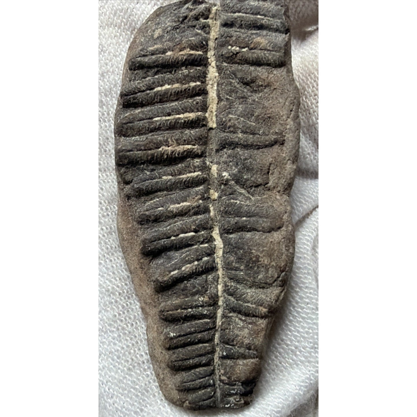 Old Fossilized Fern Pecopteris Carboniferous Iowa