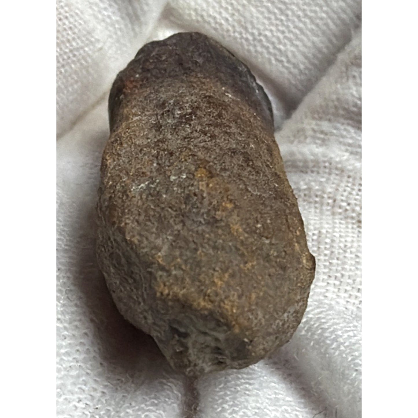Old Petrified Fossilized Bone Horn Tooth Animal Iowa