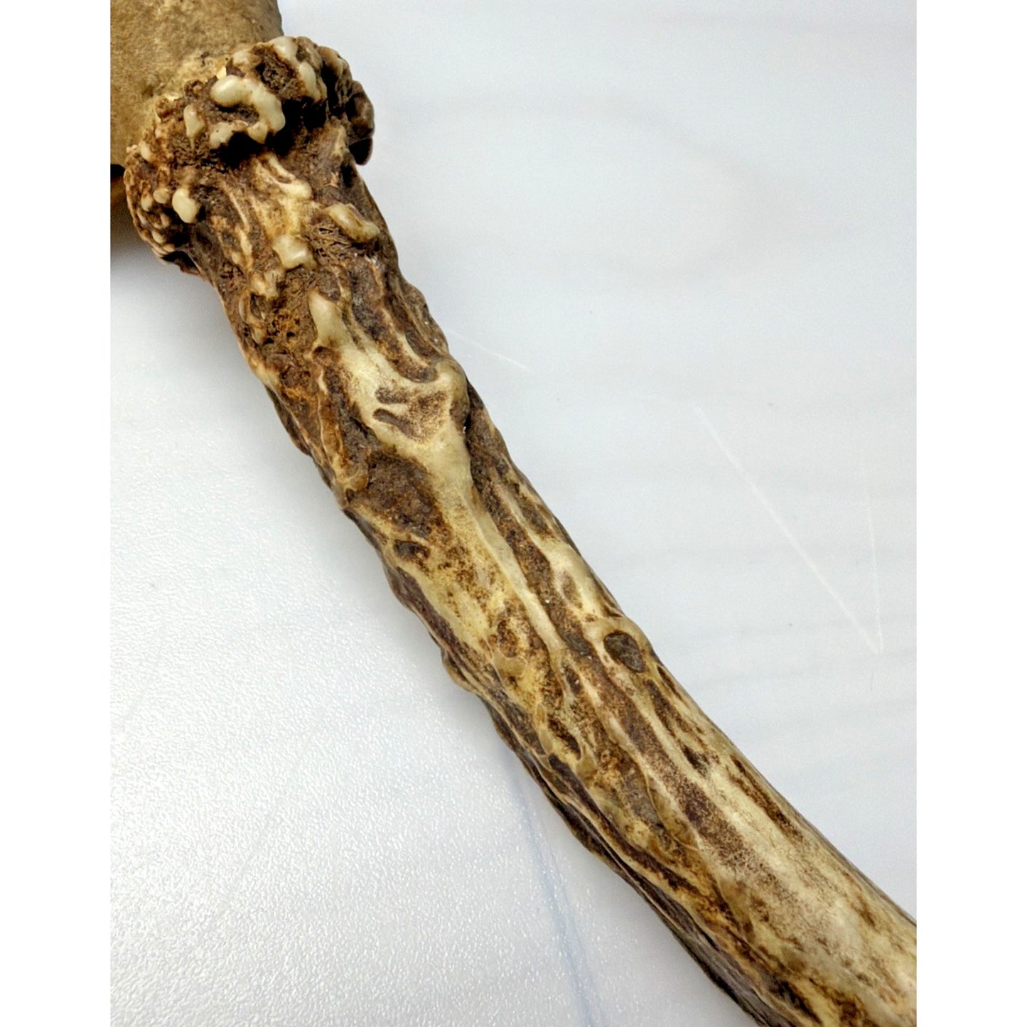 Authentic Non Typical 5 Point Whitetail Deer Antler Rack Skull Cap As Is