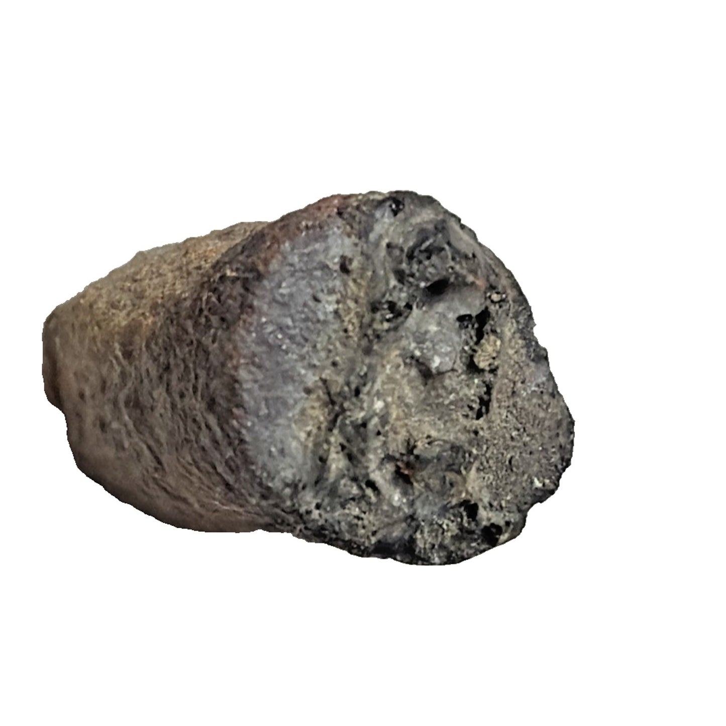 Old Petrified Fossilized Bone Horn Tooth Animal Iowa