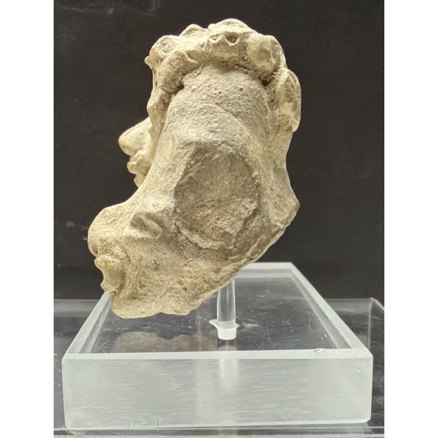 Pre-Columbian Pottery Head Fragment Acrylic Stand Tumaco La Tolita As Is Read