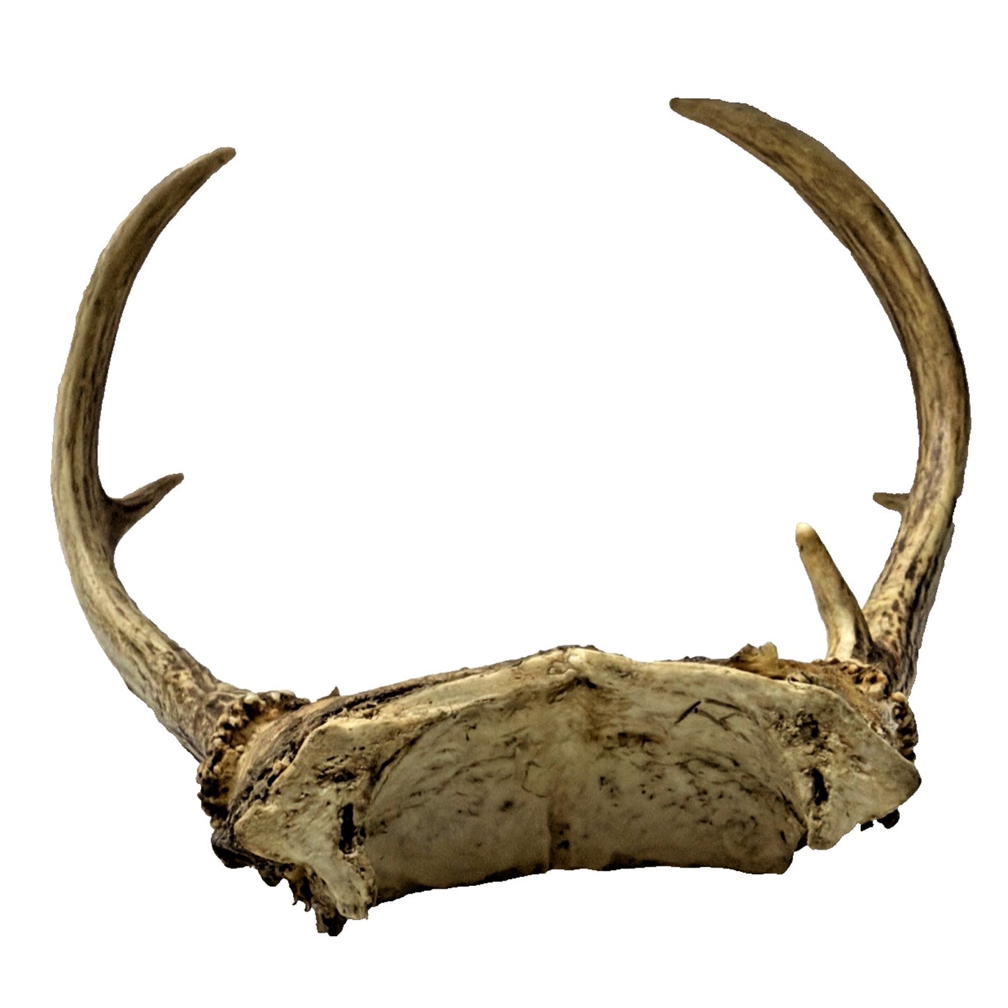 Authentic Non Typical 5 Point Whitetail Deer Antler Rack Skull Cap As Is